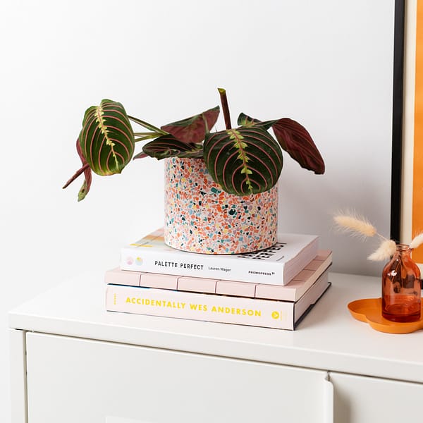 Large terrazzo handmade plant pot with maranta (prayer plant) placed inside. The planter is in a living room, placed on a stack of books net to a vase and art print.