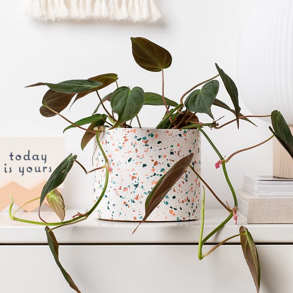 Large white terrazzo plant pot with philodendron inside on desk. The planter is placed next to booked and greetings card in a Scandinavian styled home.