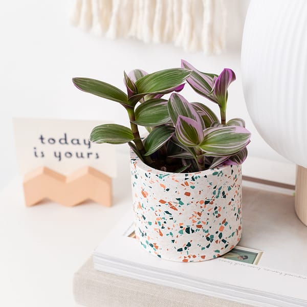 Medium (8.5cm, 8 ") white handmade planter with handmade terrazzo chips styled on a desk. The planter is on a stack of books, next to a boho style lamp in the living room.